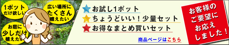 バリエーションセット