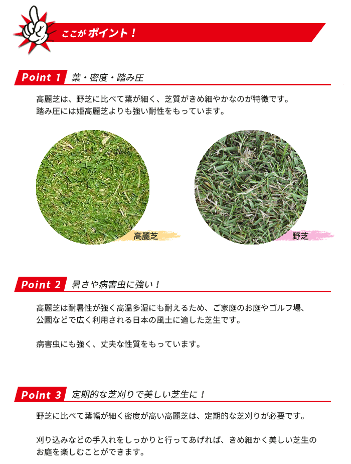 高麗芝のポイント