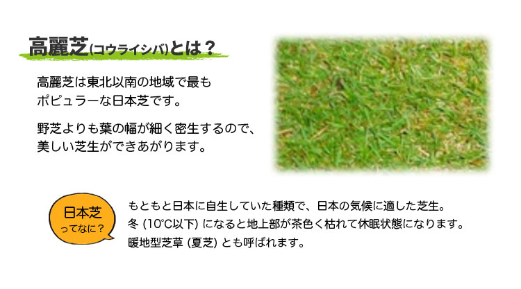 高麗芝とは?
