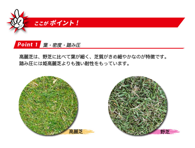高麗芝のポイント