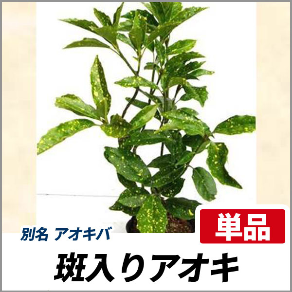 斑入りアオキ_001