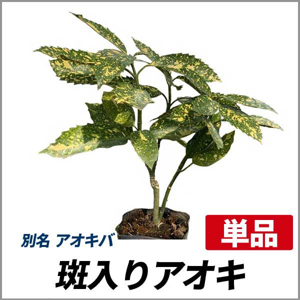 斑入りアオキ_001