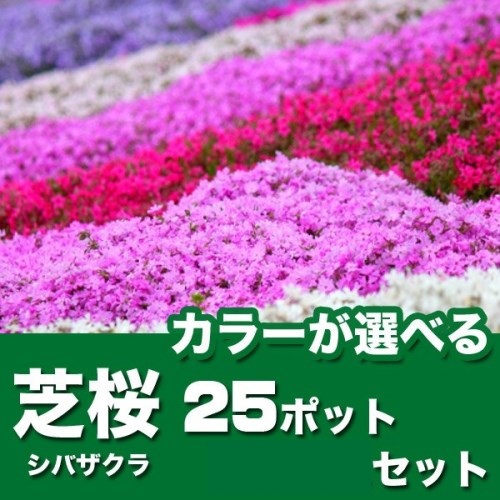 芝桜25ポットセット