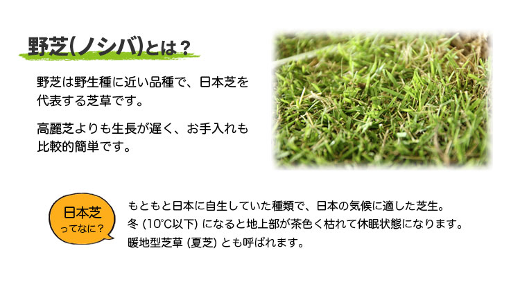 野芝(ノシバ)とは?
