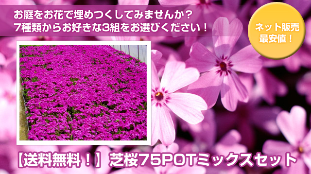 シバザクラ 芝桜 の育て方 植木 庭木 グランドカバーの通販 相馬グリーン 本店