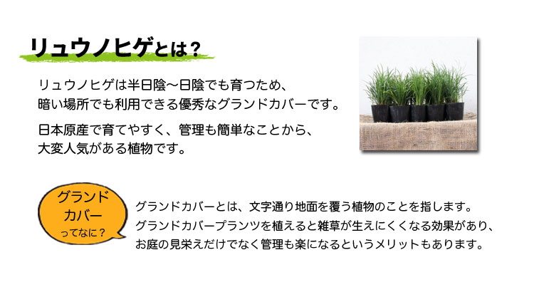 リュウノヒゲとは?