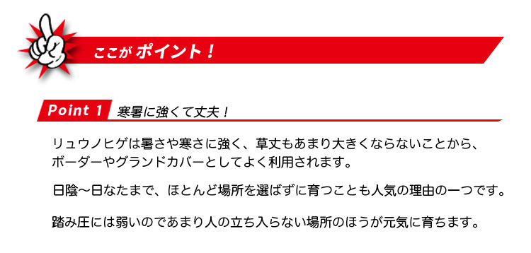 リュウノヒゲのポイント
