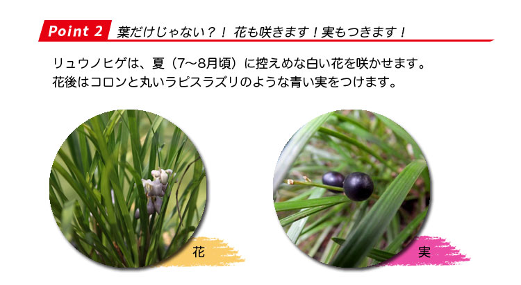 リュウノヒゲのポイント