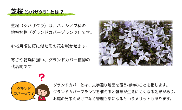 芝桜とは？