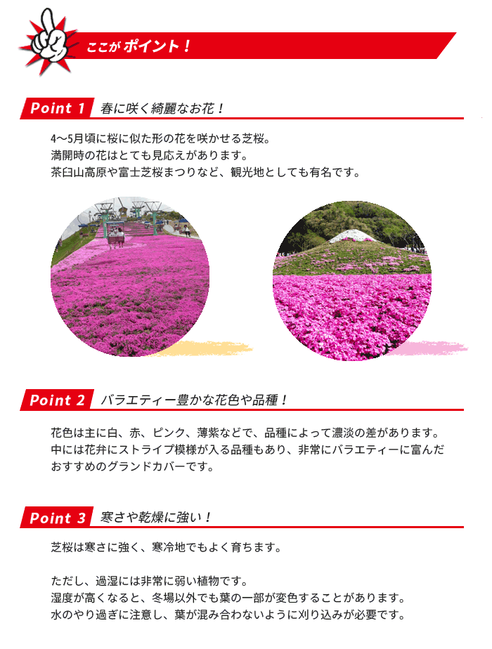 芝桜のポイント