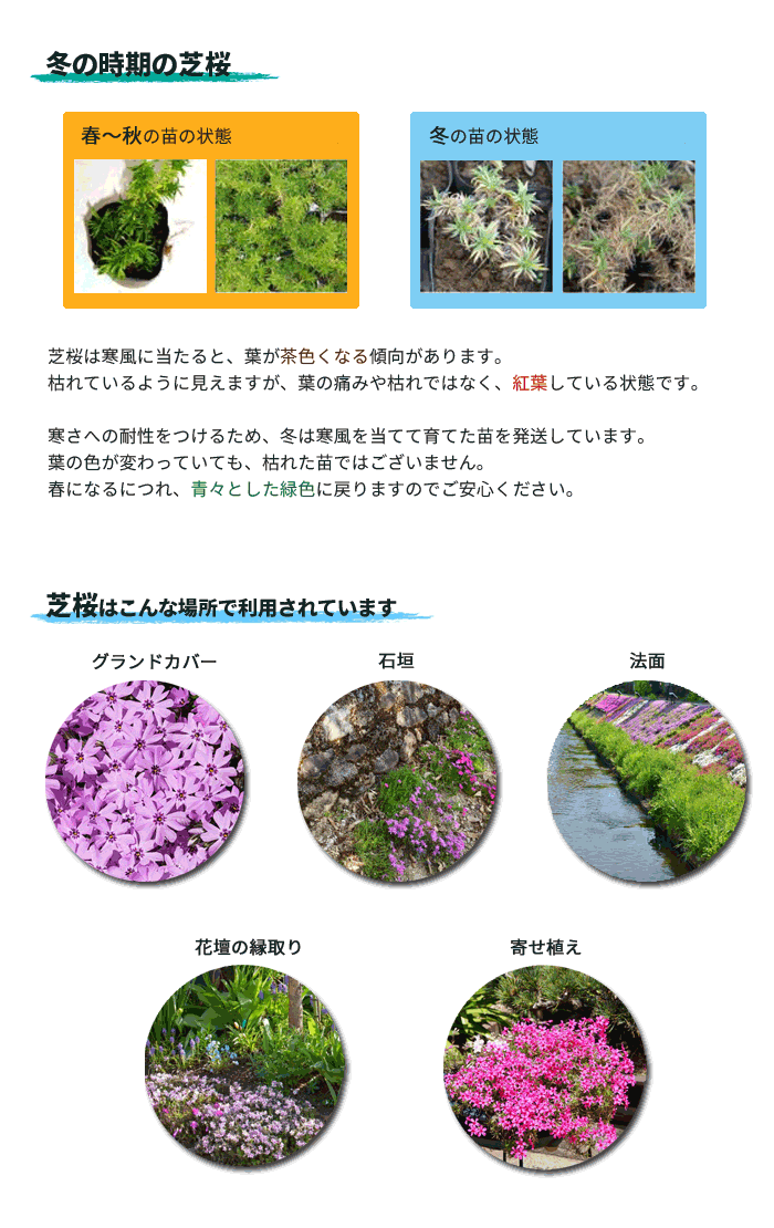 芝桜の育て方